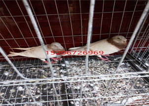 肉鸽类游戏(肉鸽类游戏,探索新型游戏形式的魅力)