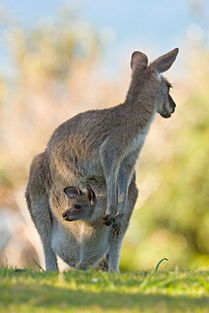 袋鼠图片（袋鼠图片，探索袋鼠的世界）
